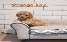 Cavachon dogs for sale: Beautiful Cavapoochons 🥰 - Image 6