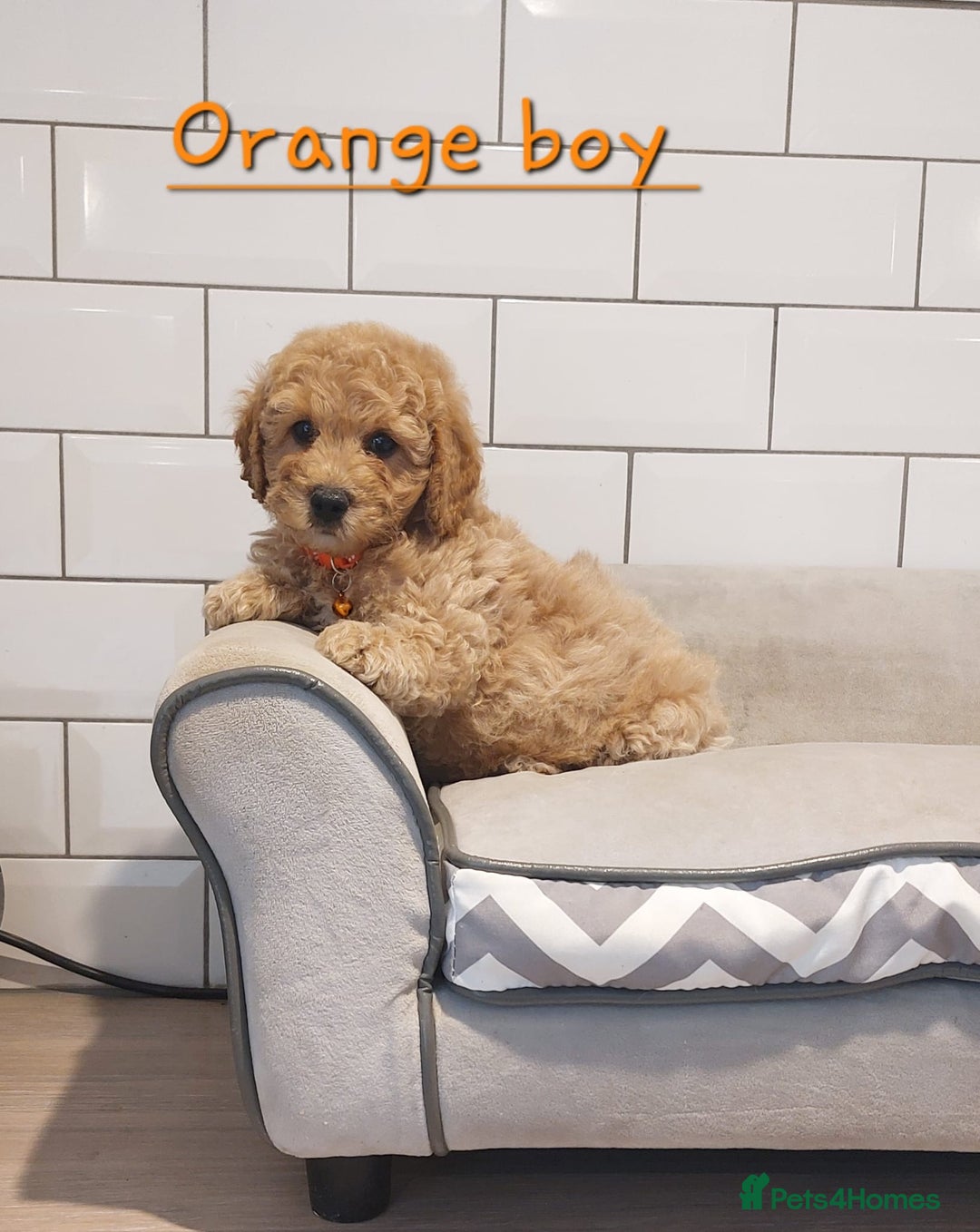 Cavachon dogs for sale: Beautiful Cavapoochons 🥰 - Image 6