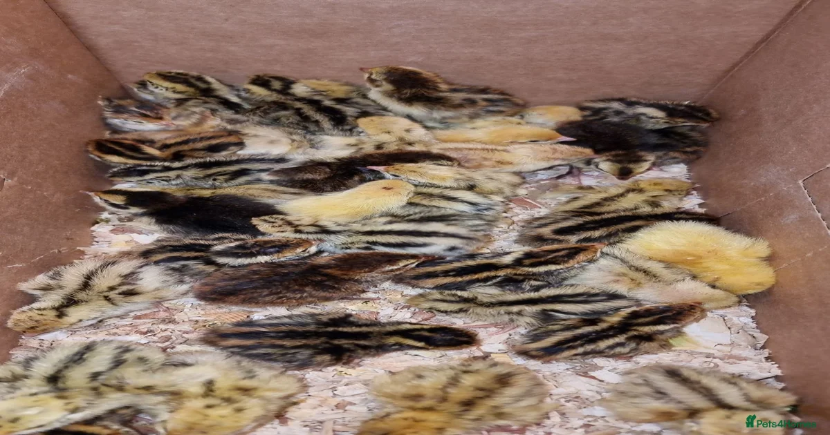 Quail Poultry for sale in Hereford, Herefordshire | Pets4Homes
