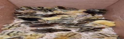 Quail poultry for sale: 🐣 Live Jumbo Coturnix Quail Chicks – Ready Now!  - Advert 1