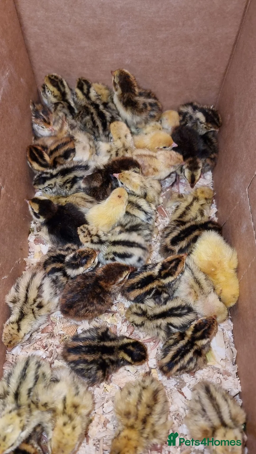 Quail poultry for sale: 🐣 Live Jumbo Coturnix Quail Chicks – Ready Now!  - Advert 1