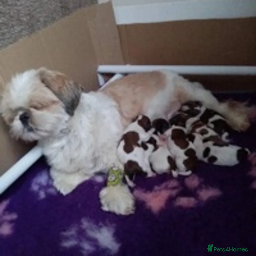 Shih Tzu dogs for stud: KC registered , beautiful stud dog in Cullompton - Advert 6