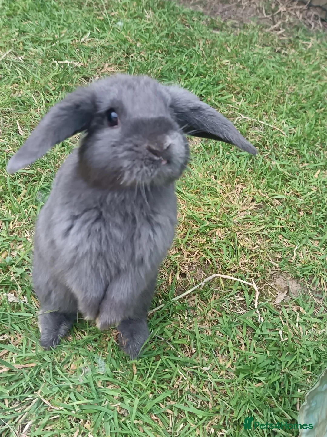 Mini Lop rabbits for sale: Mini lop / french lop for sale in Derby - Advert 2