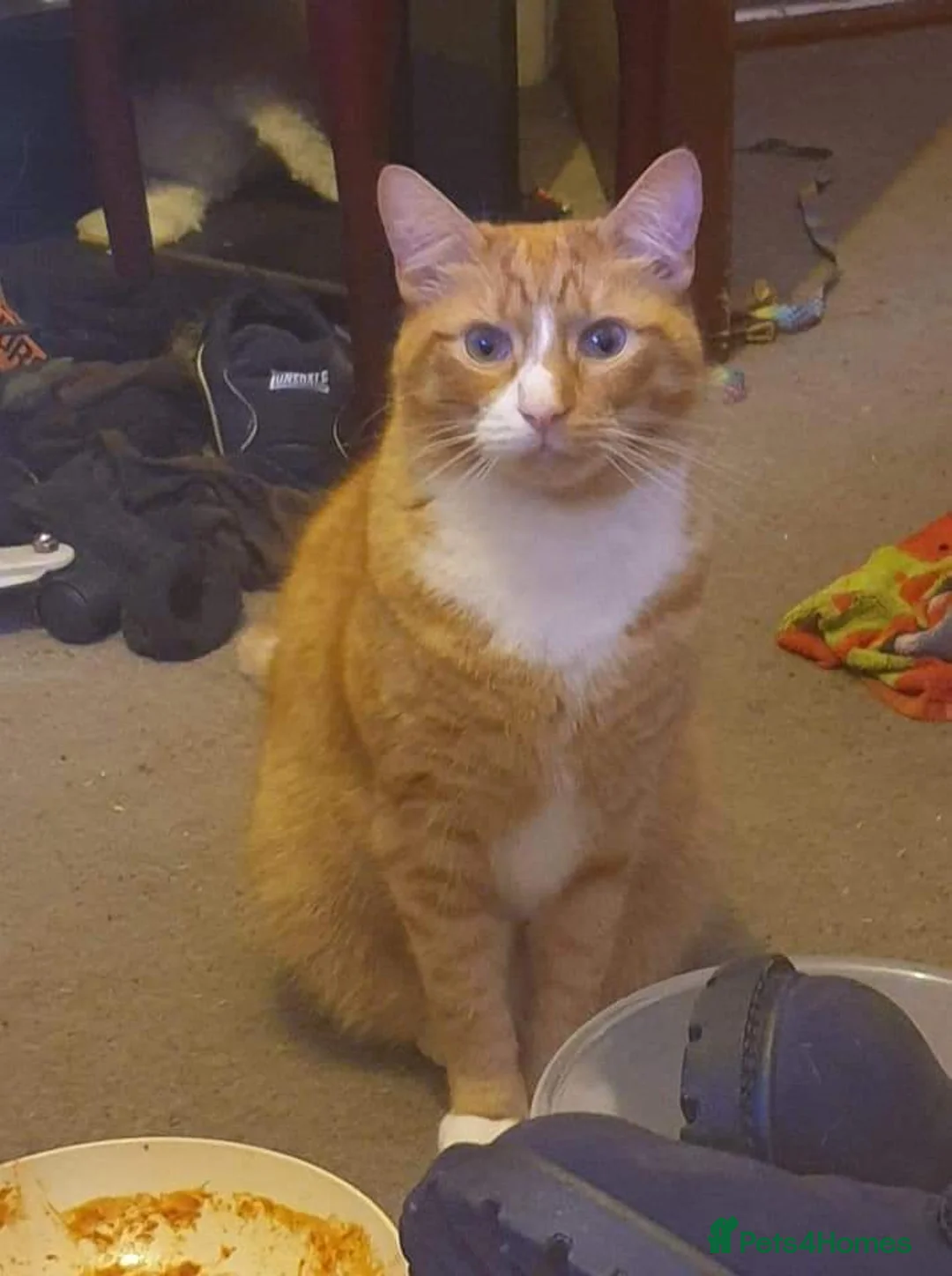 Domestic Shorthair cats for sale: Ginger Male Cat in Kidderminster - Advert 30