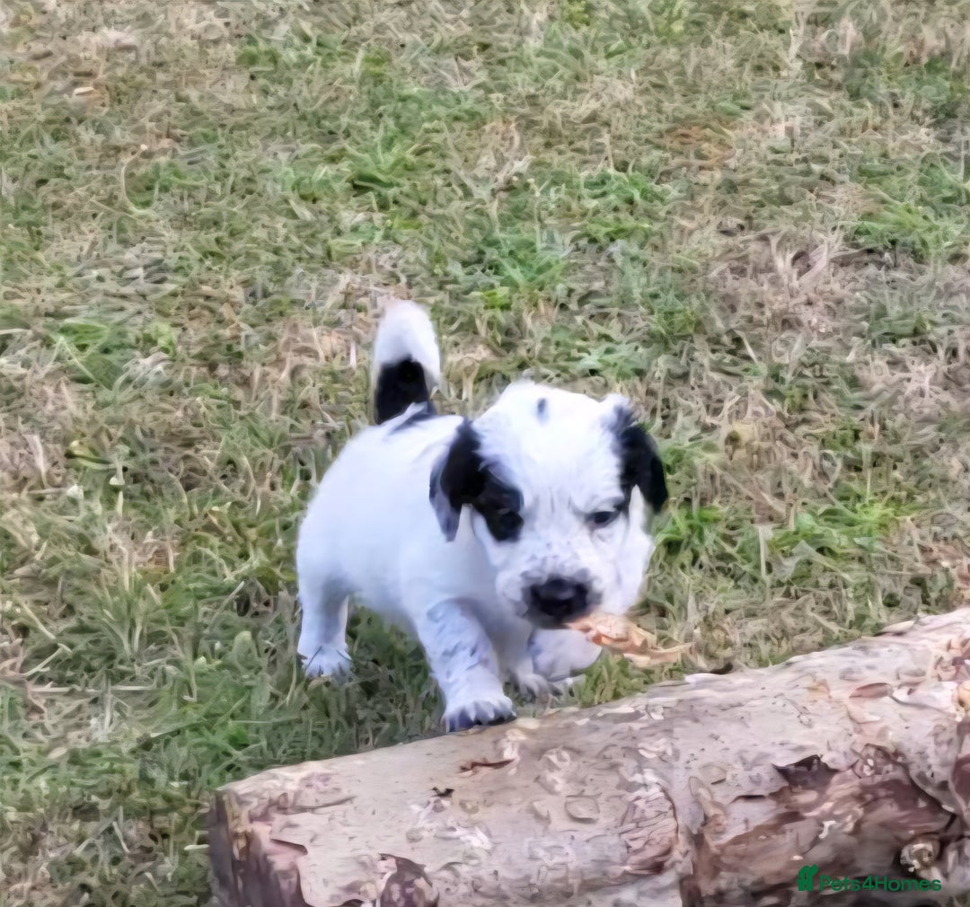 Mixed Breed dogs for sale: Spaniel Collie Cross Puppies  - Image 10