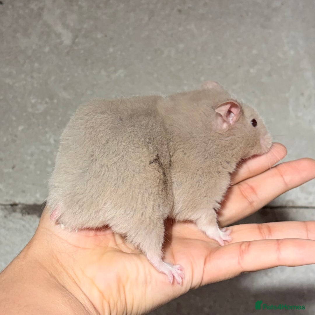 Hamster rodents for sale: STUNNING TAME PEDIGREE SYRIAN HAMSTERS - Advert 12