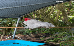 Chickens poultry for sale: Lavender Pekin Bantam Cockerel - Image 3