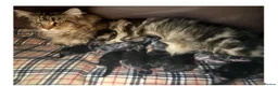 Maine Coon cats for sale: Champion blood line kittens  - Advert 5