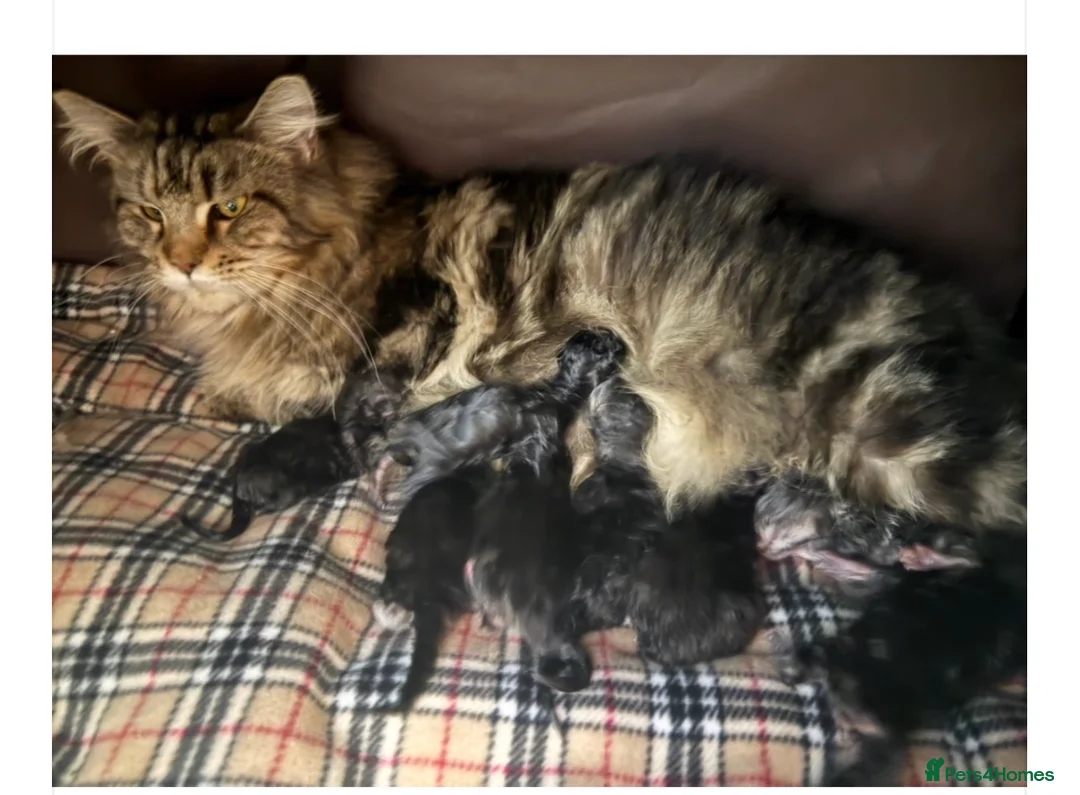 Maine Coon cats for sale: Champion blood line kittens  - Advert 5