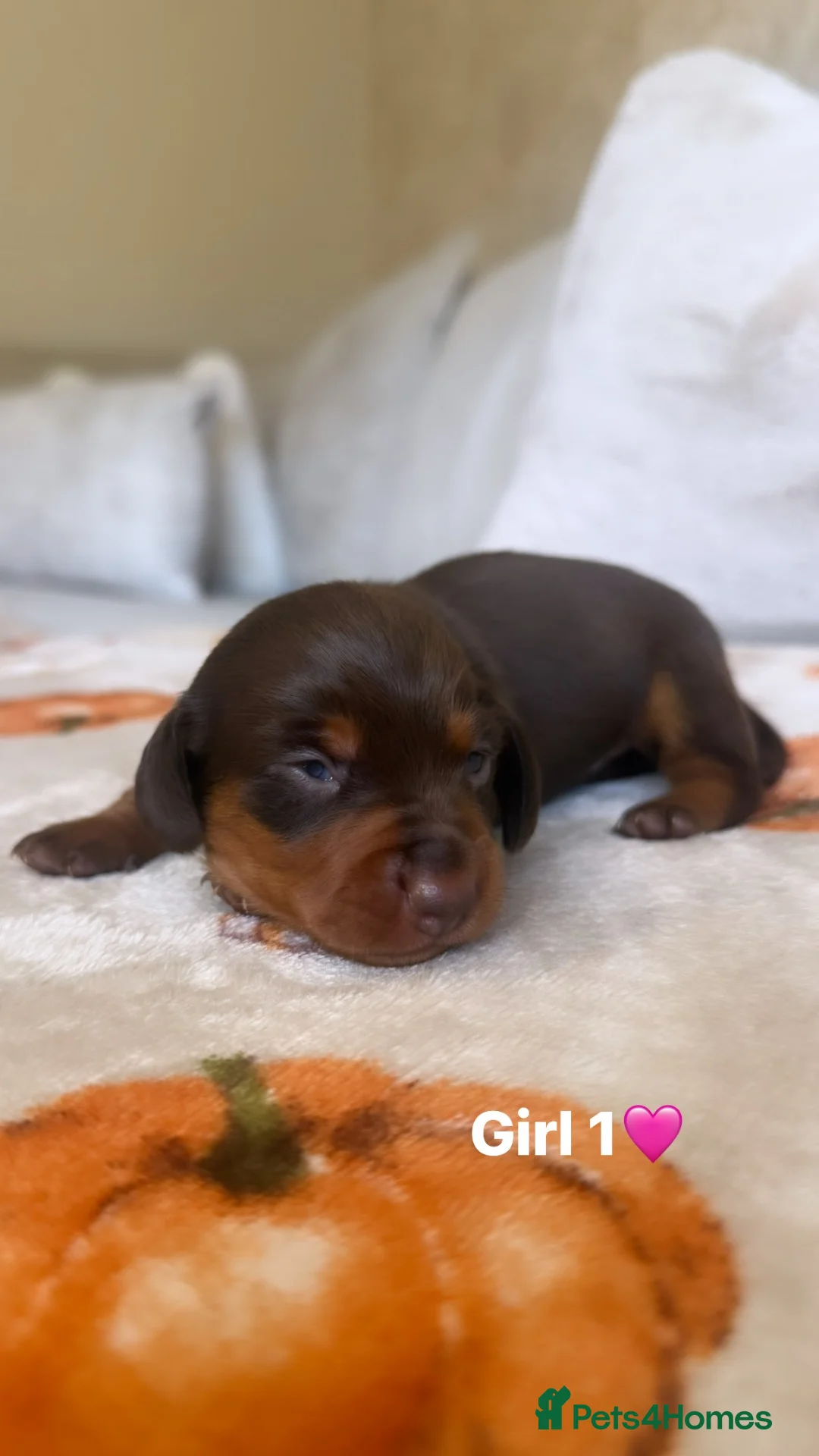 Miniature Dachshund dogs for sale: Miniature Dachshunds   - Advert 10