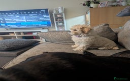 Shih Tzu dogs for sale: Beautiful Golden shih-tzu puppy - Image 6