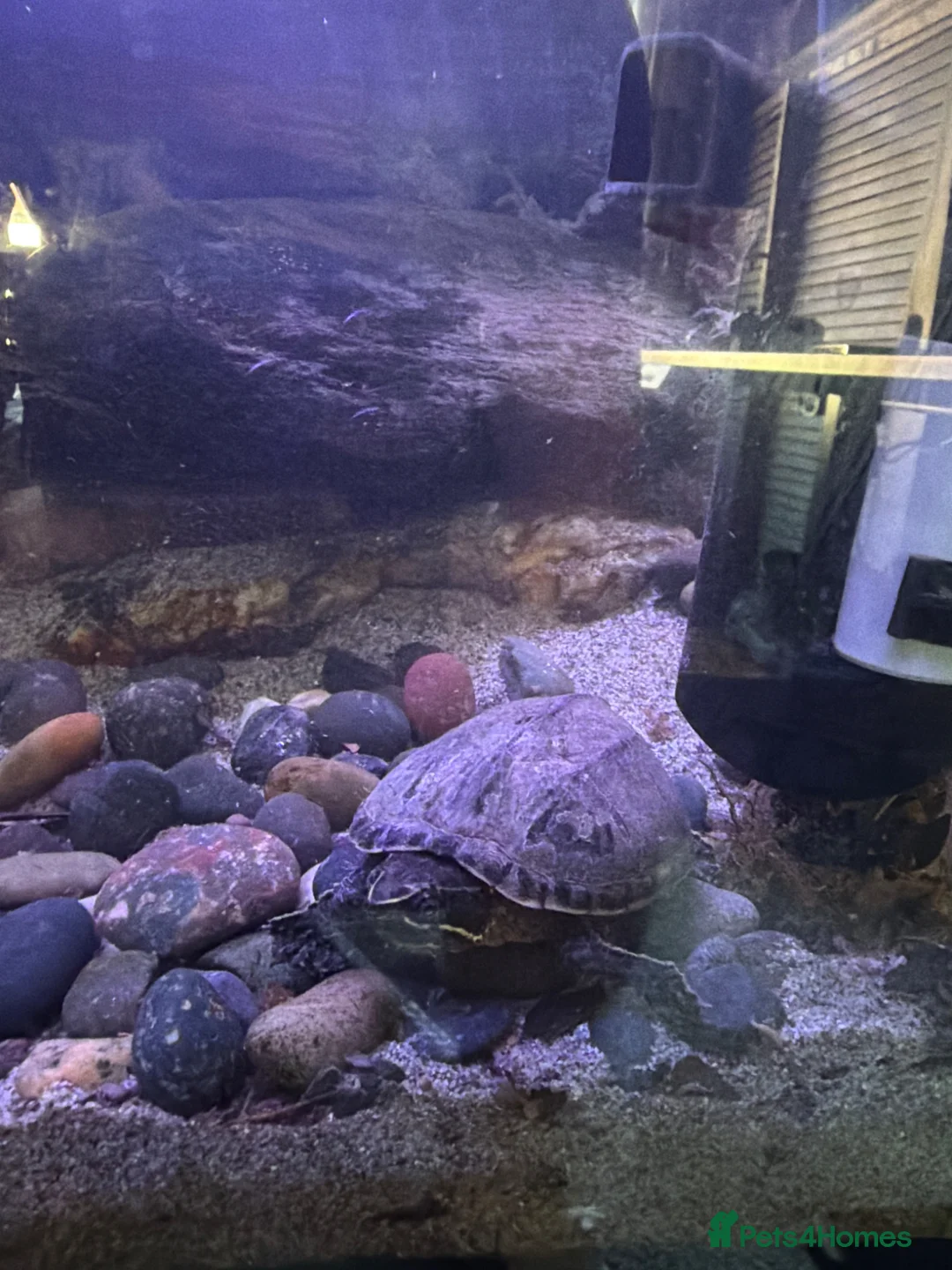 Turtle reptiles for sale: 2 Yr old Musk Turtle in Thornton-Cleveleys - Advert 1