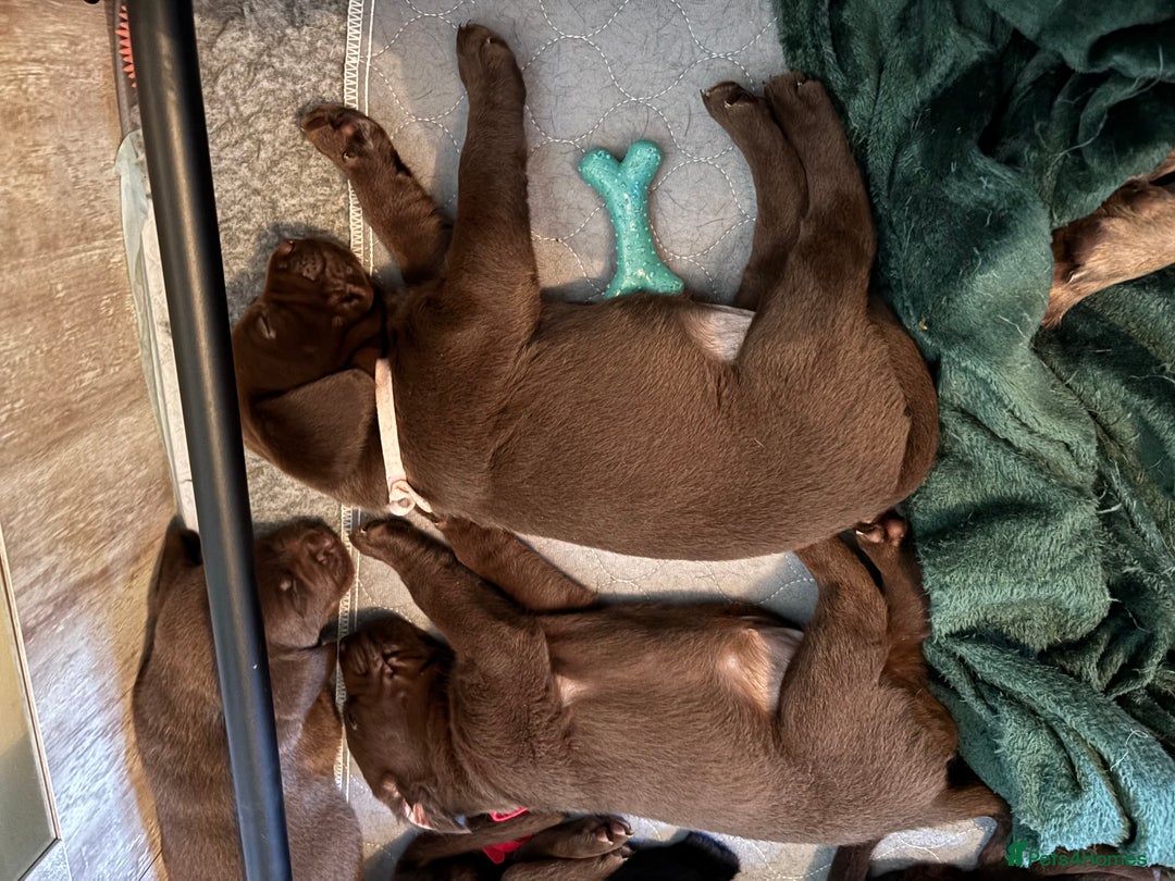 Labrador Retriever dogs for sale: Chocolate and Black Labrador Puppies - Advert 19