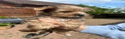 Biewer Terrier dogs for sale: Rare coloured Biewer Terriers - Advert 4