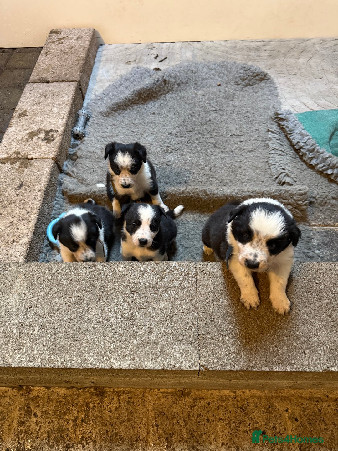 Border Collie dogs for sale: Border collie puppies  - Image 3