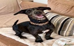Mixed Breed dogs for adoption: Funny Little Fritz - Image 4