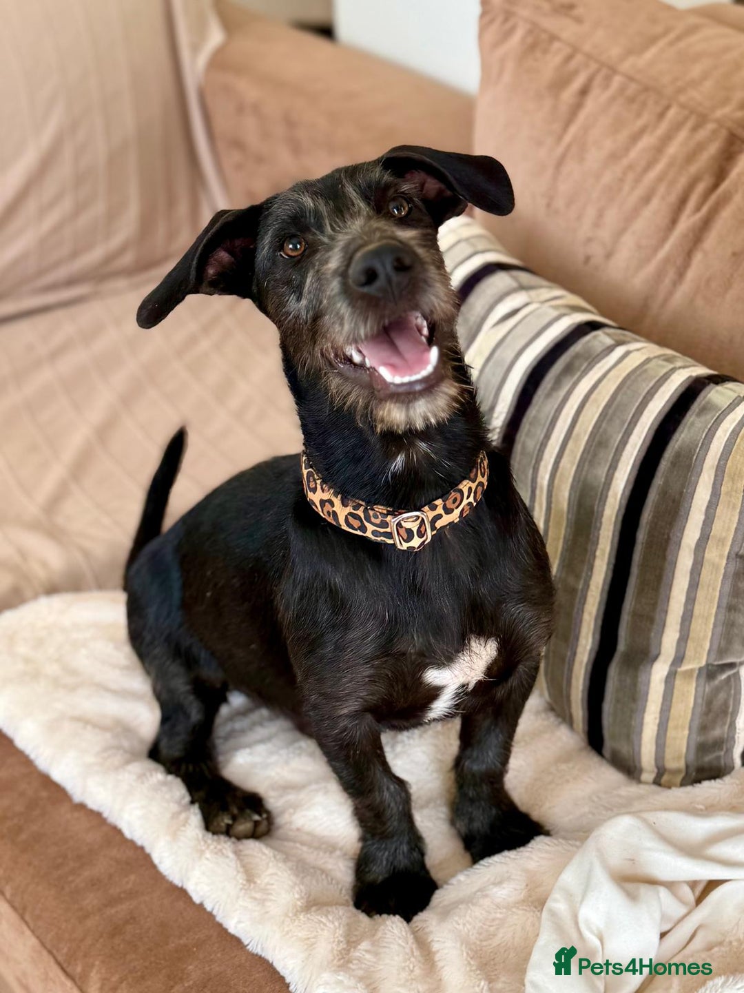 Mixed Breed dogs for adoption: Funny Little Fritz - Image 4