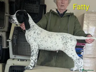 Pointer dogs Pointer - Advert 3