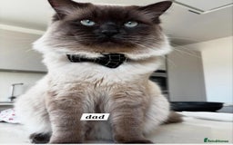 Ragdoll cats for sale: 🌸 Adorable Ragdoll Kittens 🌸 - Image 3