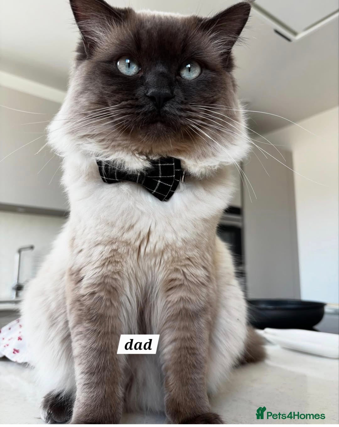 Ragdoll cats for sale: 🌸 Adorable Ragdoll Kittens 🌸 - Image 3