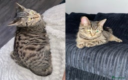 Domestic Shorthair cats for sale: Tyga, a Boy  - Image 2