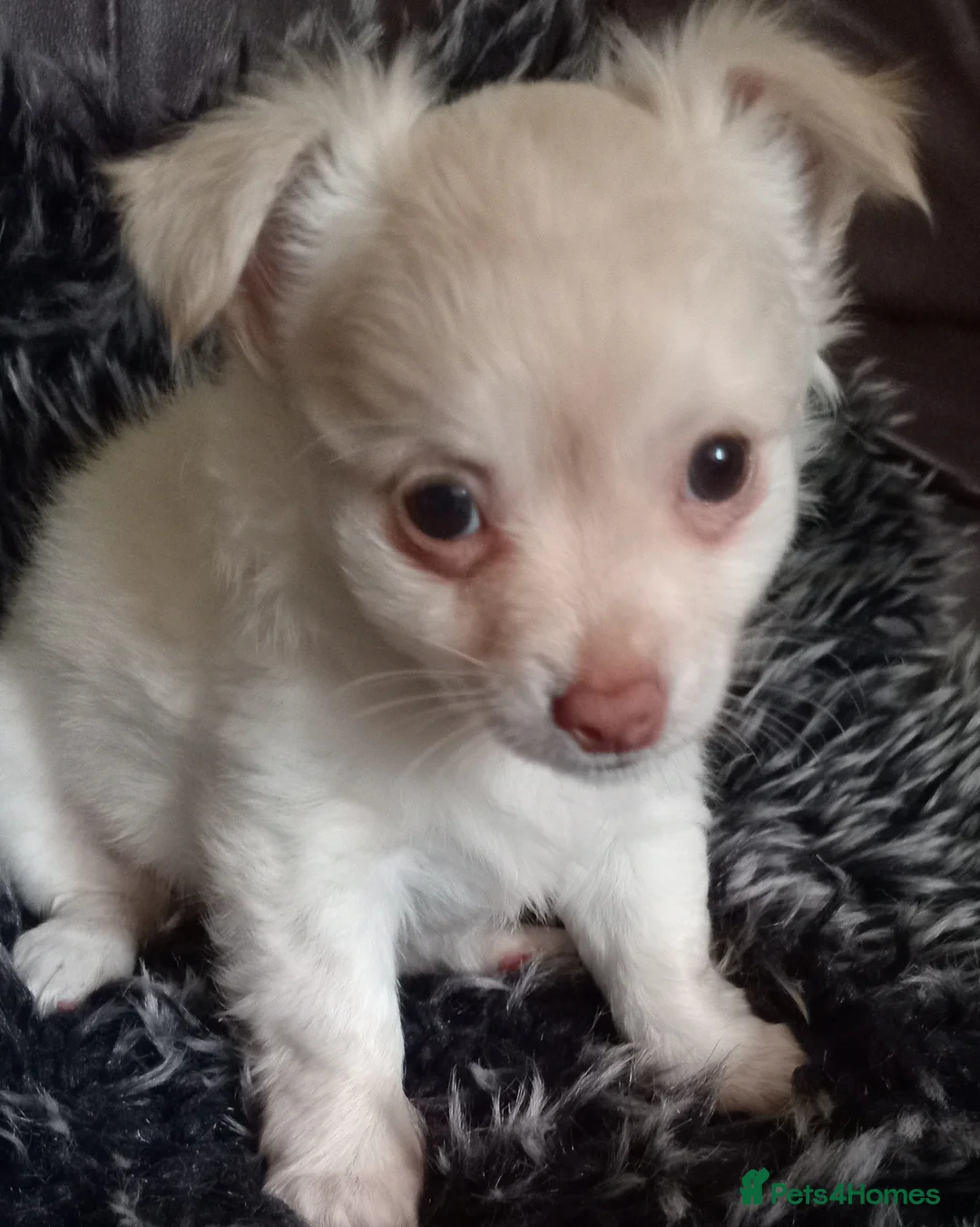 Chihuahua dogs for sale: Chihuahua long coat puppies in Peterborough - Advert 15