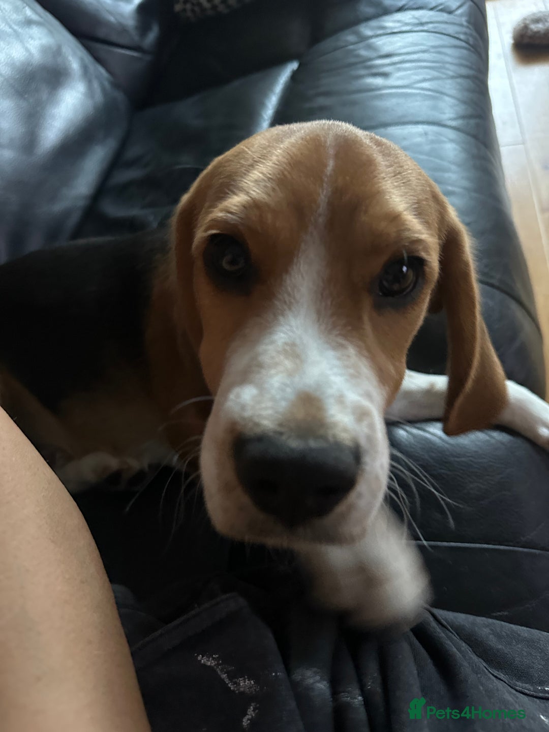 Beagle dogs for sale: Beautiful boy Beagle nearly 6 months old  - Image 12