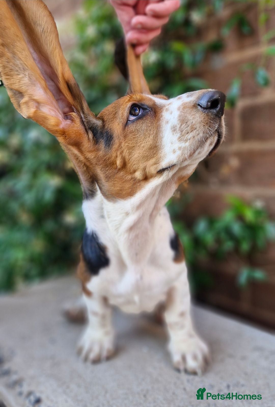 Basset Hound dogs Beautiful Basset Hounds Ready now - Advert 6