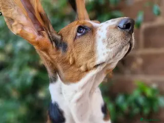 Basset Hound dogs Beautiful Basset Hounds Ready now - Advert 6
