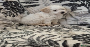 Maltipoo dogs - Advert 2