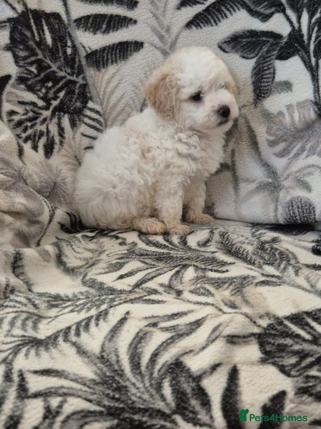 Maltipoo dogs for sale: Stunning multipoo puppy's  - Image 2