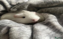 Guinea Pig rodents for sale: Our handsome boy marshmallow with cage, hay, food - Advert 3