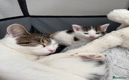 Mixed Breed cats for sale: Tabby and white kittens  - Image 3
