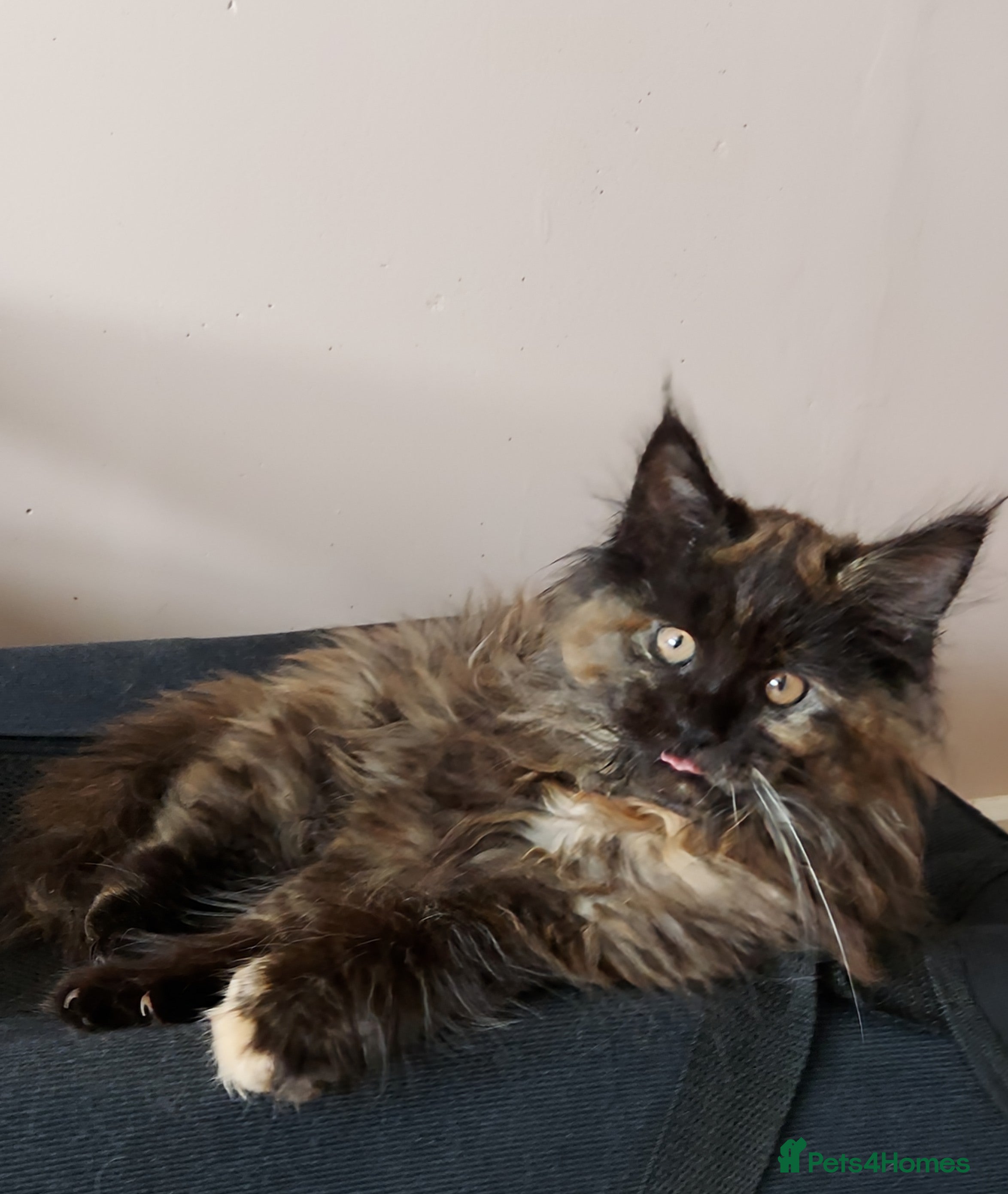 Maine Coon cats LAST GIRL!!!  MAINE COON KITTENS/DNA/GCCF  - Advert 1