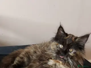 Maine Coon cats LAST GIRL!!! MAINE COON KITTENS/DNA/GCCF - Advert 4