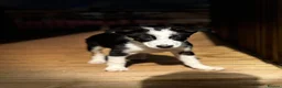 Border Collie dogs for sale: Border collies pups stop and have a look at these - Advert 5