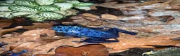 Frog reptiles for sale: Azureus dart frogs in Sidcup - Advert 2