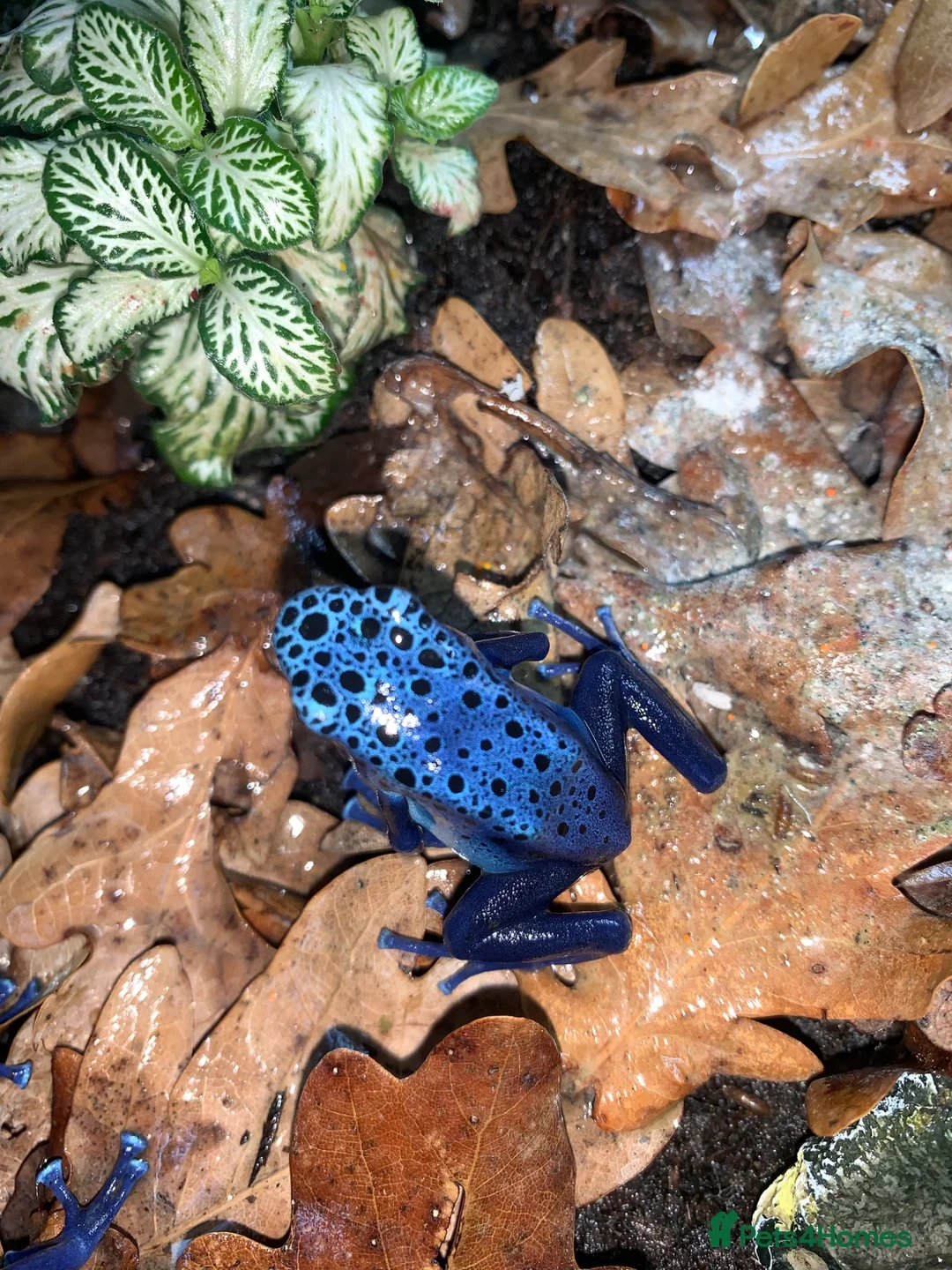 Frog reptiles for sale: Azureus dart frogs in Sidcup - Advert 2