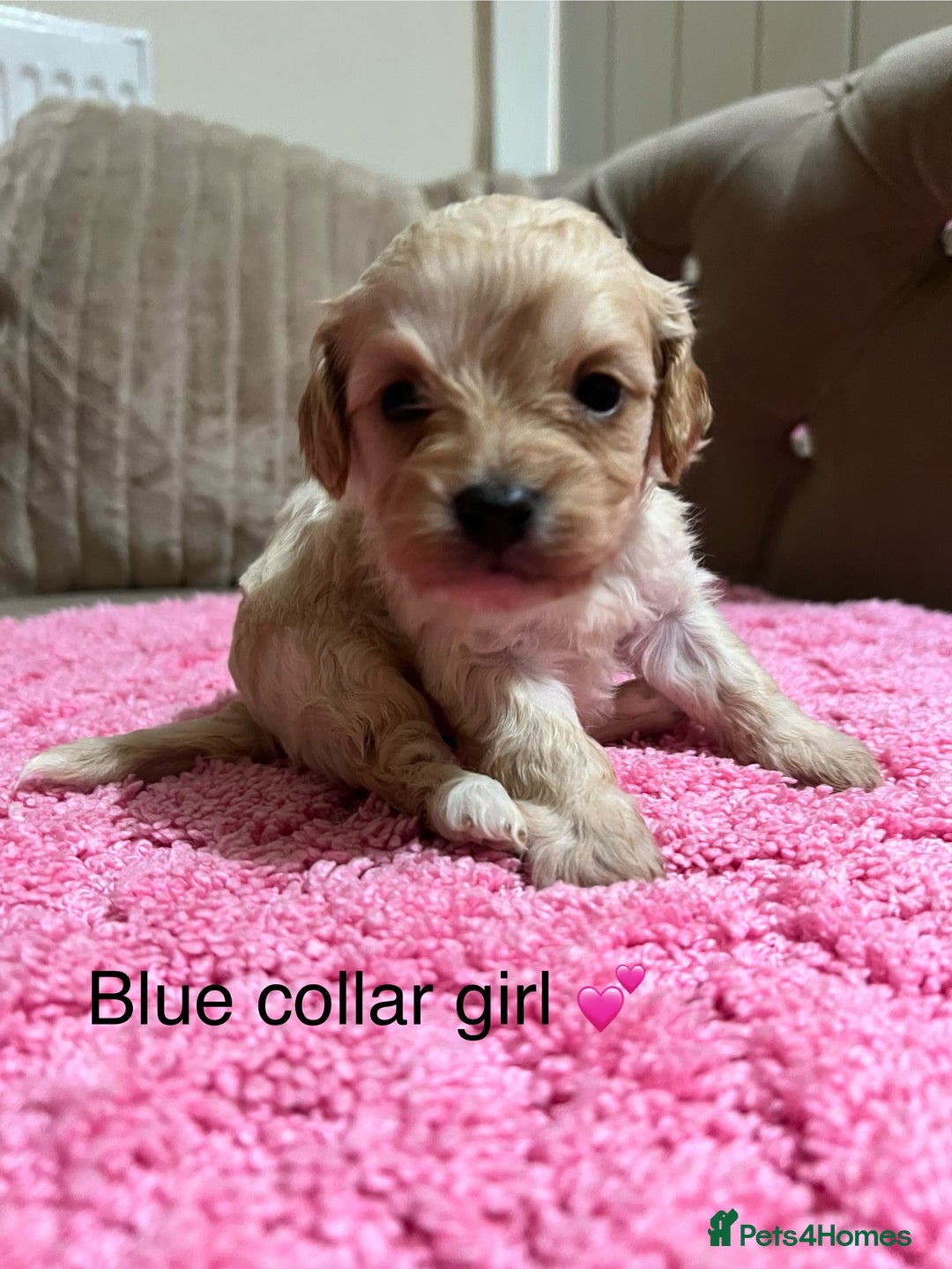 Cavapoo dogs for sale: Health tested cavapoos ready 16th February 🐶 - Advert 11