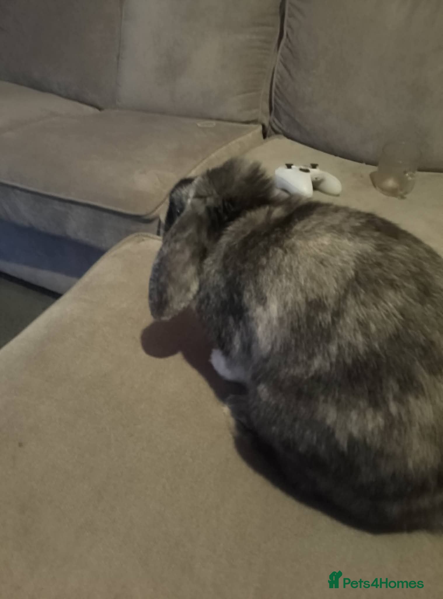 Cashmere Lop rabbits Sweep  in Rochester - Advert 1