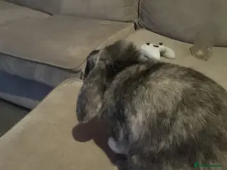 Cashmere Lop rabbits Sweep in Rochester - Advert 1