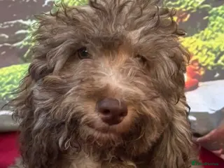 Cockapoo dogs Health tested Choc, sable & phantoms cockapoos - Advert 2