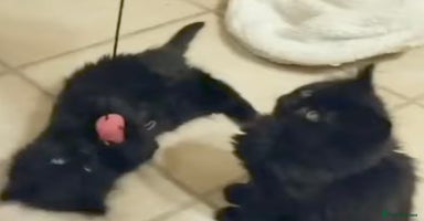 Mixed Breed cats - Advert 4