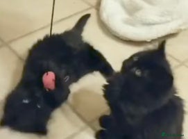 Mixed Breed cats - Advert 5