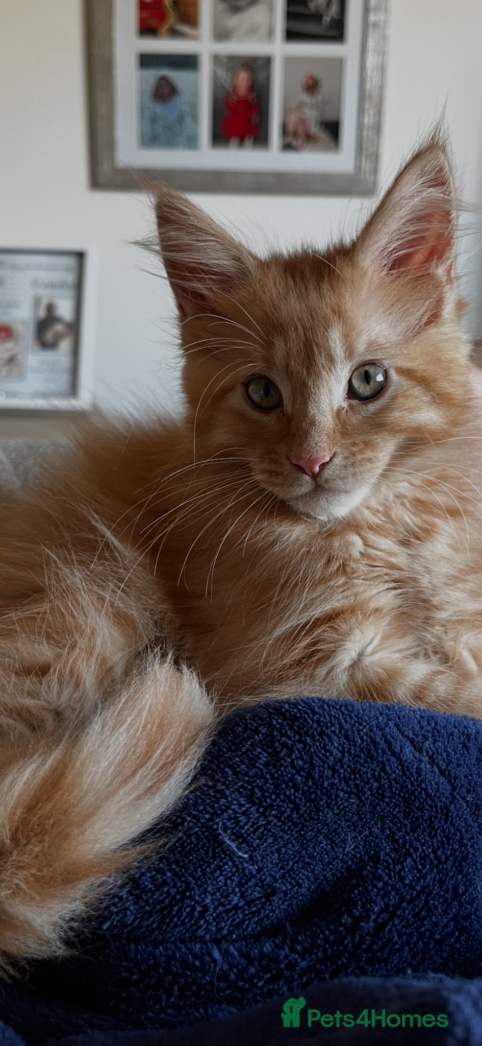 Maine Coon cats Beautiful Maine Coon Boy - Advert 7