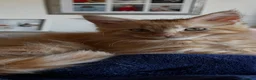 Maine Coon cats for sale: Beautiful Maine Coon Boy - Advert 3