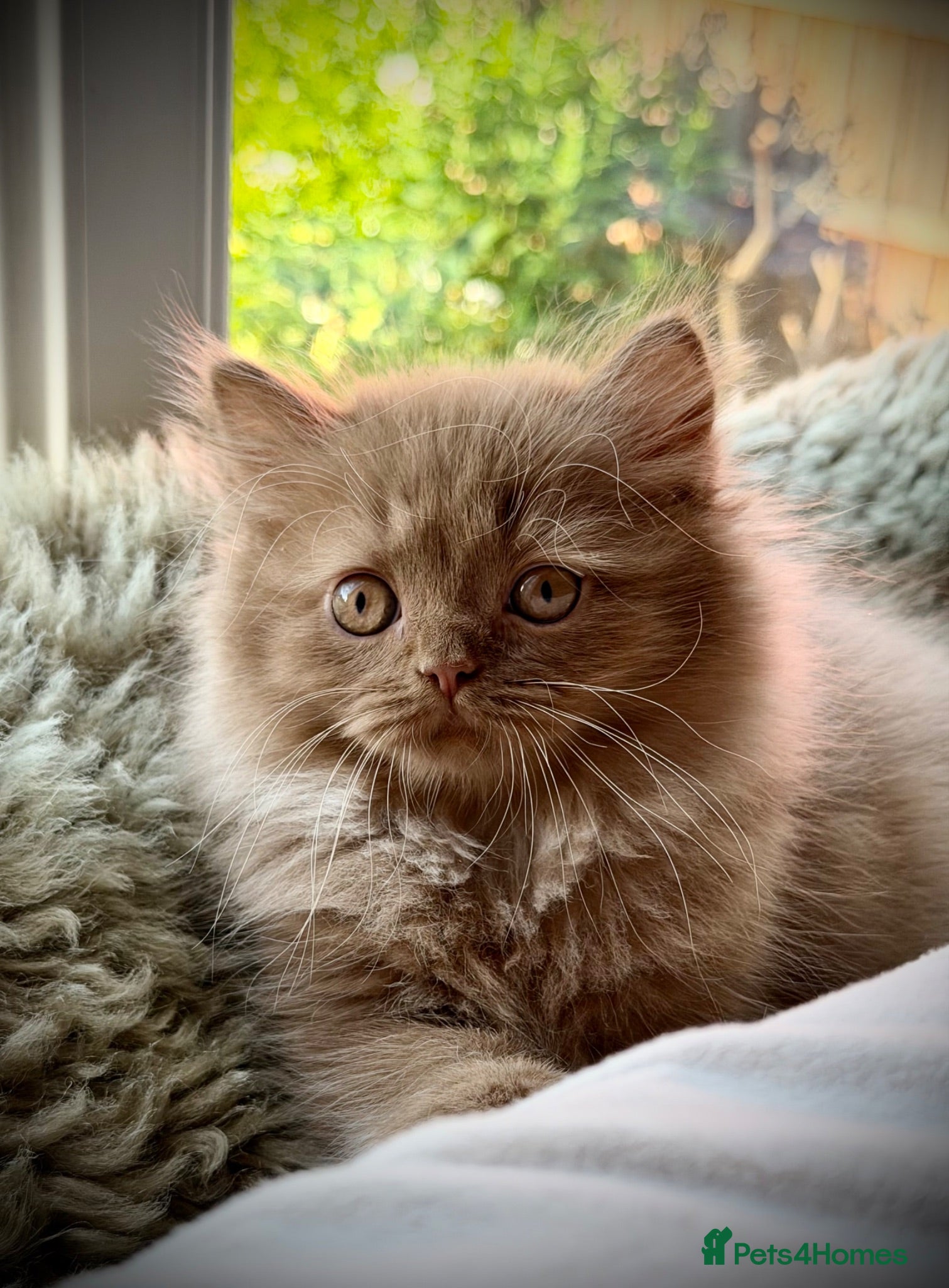 British Longhair cats Beautiful Cinnamon girls TICA registered  - Advert 11