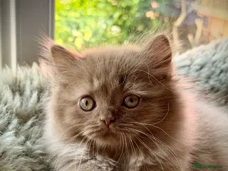 British Longhair cats Beautiful Cinnamon girls TICA registered - Advert 11