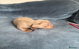 Mixed Breed dogs for sale: Unreal Frenchweiner puppy’s 🥹 - Image 12