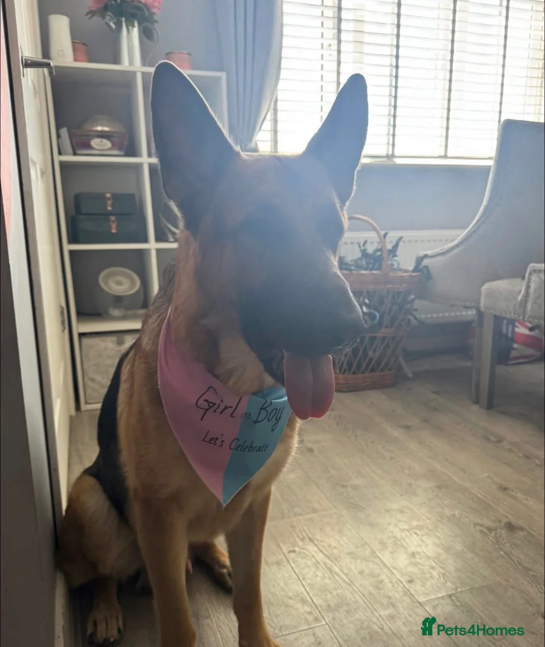 German Shepherd dogs for stud: Purebred German Shepherd for Stud - Advert 2